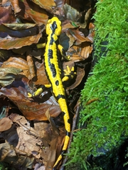 Salamandra salamandra