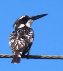 Ceryle rudis rudis