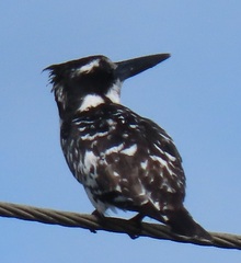 Ceryle rudis rudis