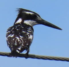 Ceryle rudis rudis
