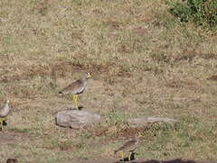 Vanellus senegallus lateralis
