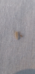 Psyllobora vigintimaculata