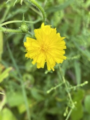 Cichorieae
