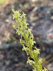 Platanthera elongata