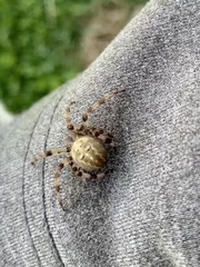 Araneus quadratus