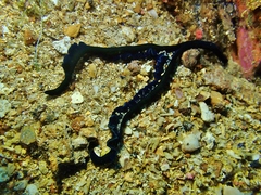 Bonellia viridis