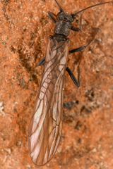 Plecoptera