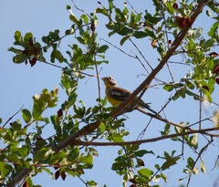 Emberiza flaviventris kalaharica