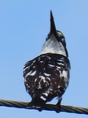 Ceryle rudis rudis