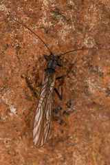 Plecoptera