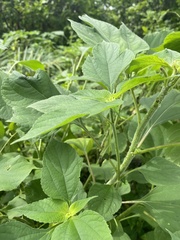 Tithonia diversifolia
