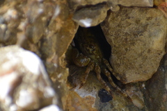 Pachygrapsus marmoratus