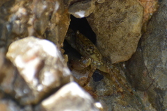 Pachygrapsus marmoratus