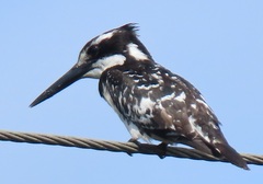 Ceryle rudis rudis