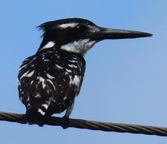 Ceryle rudis rudis