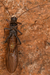 Plecoptera