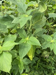 Tithonia diversifolia