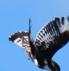 Ceryle rudis rudis