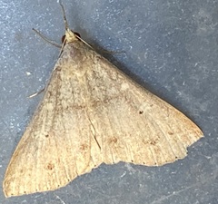 Renia discoloralis