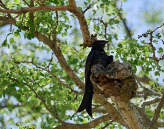 Dicrurus adsimilis fugax