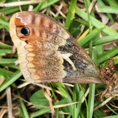 Callosamia angulifera