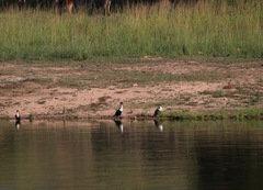 Phalacrocorax carbo lucidus