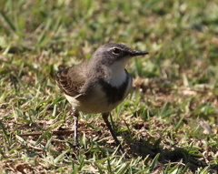 Motacilla capensis capensis