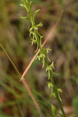 Platanthera elongata