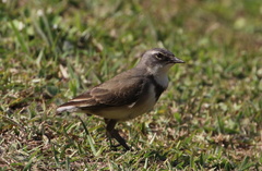 Motacilla capensis capensis