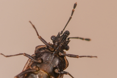 Aradus uniannulatus