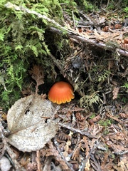 Hygrocybe miniata