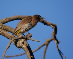 Pycnonotus barbatus layardi