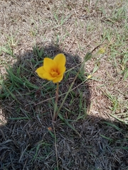Zephyranthes tubispatha