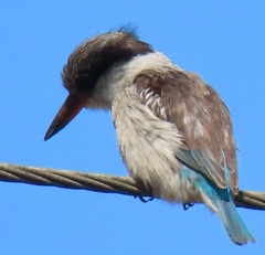 Halcyon chelicuti chelicuti