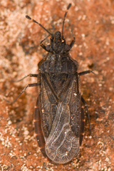 Aradus uniannulatus