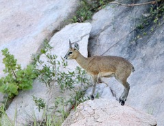 Oreotragus oreotragus transvaalensis