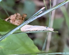 Agriphila vulgivagellus