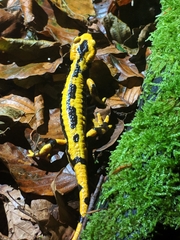 Salamandra salamandra