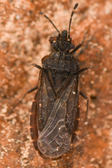 Aradus uniannulatus