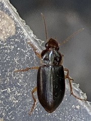 Notiobia terminata