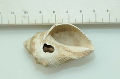 Stramonita biserialis