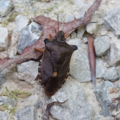 Pentatoma rufipes