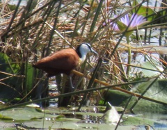 Actophilornis africanus