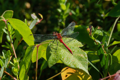 Sympetrum rubicundulum