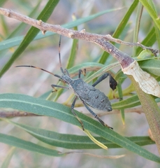Leptoglossus oppositus