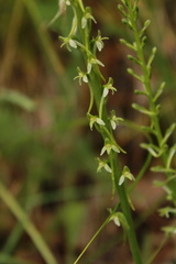 Platanthera elongata