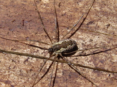 Mitopus morio