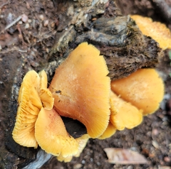 Tricholomopsis decora