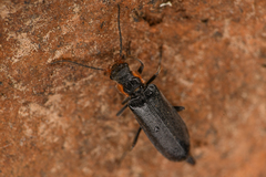 Cantharinae