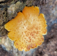 Tricholomopsis decora